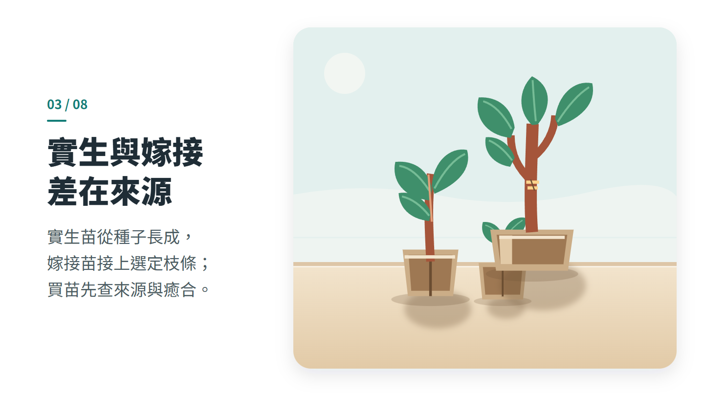 實生與嫁接 差在來源