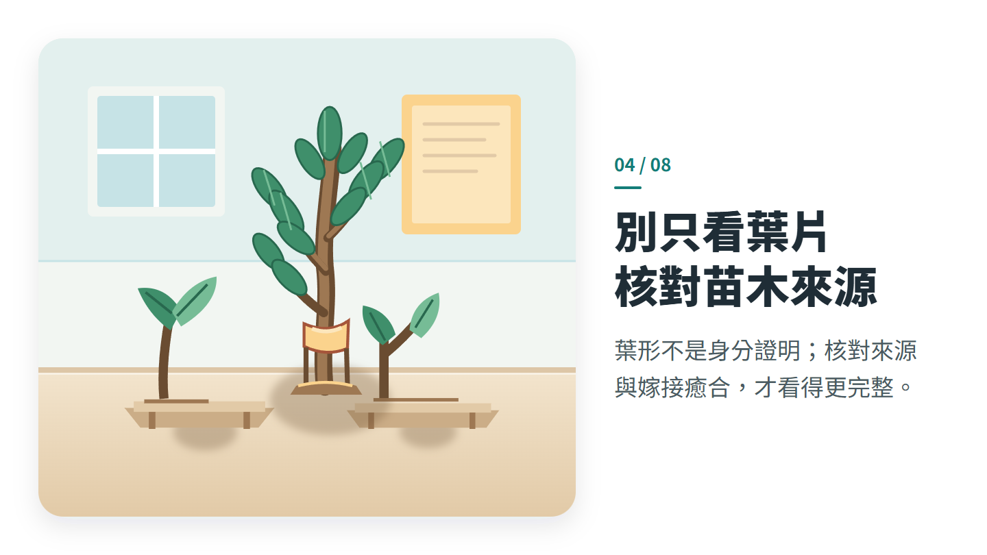 別只看葉片 核對苗木來源