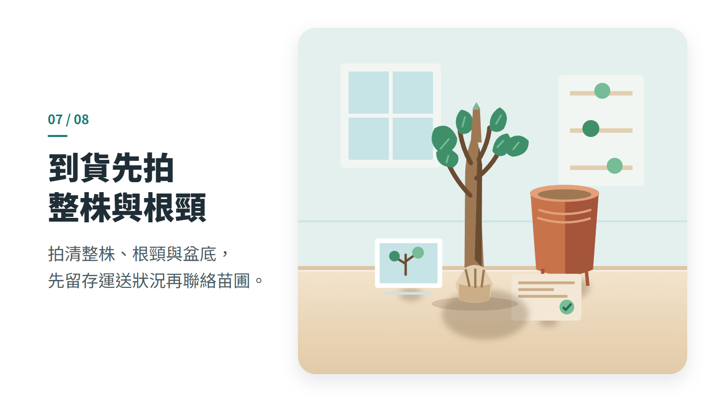 到貨先拍 整株與根頸