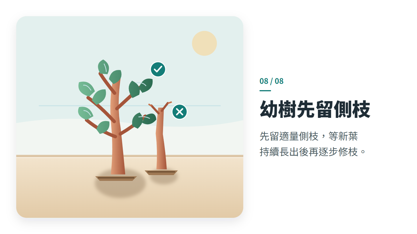 幼樹先留側枝